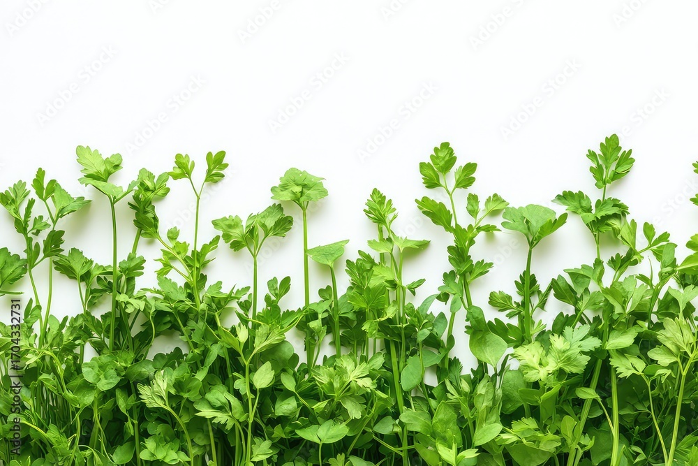 Obraz premium Bright green chervil stems grown in a herb garden isolated against a white backdrop