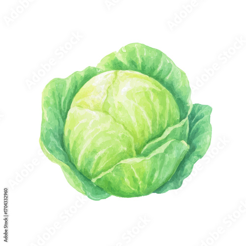 Fresh green cabbage with lush leaves on black background, cut out