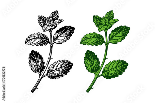 Detailed botanical drawing of mint plant in black and green styles, hand-drawn on white background, representing herbal nature and freshness