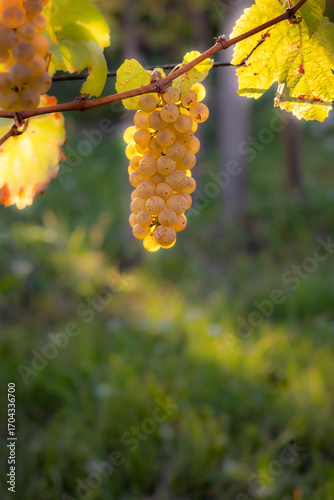 Yellow grapes on a vineseasonal food concept. Vineyards at sunset in autumn harvest. Ripe grapes in fall. Grape harvest. Yellow grapes in a vineyard at sunrise with leaf .
