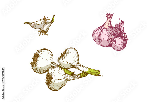 Hand drawn garlic set — fresh garlic bulbs, cloves and sketch illustration isolated on white