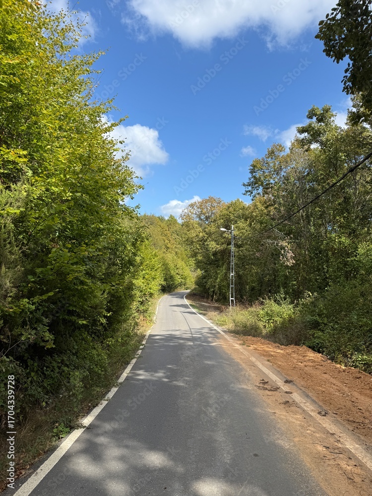 Fototapeta premium road in the forest