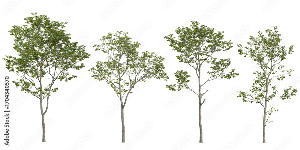 custom made wallpaper toronto digitalCollection of cyclobalanopsis plants on transparent background