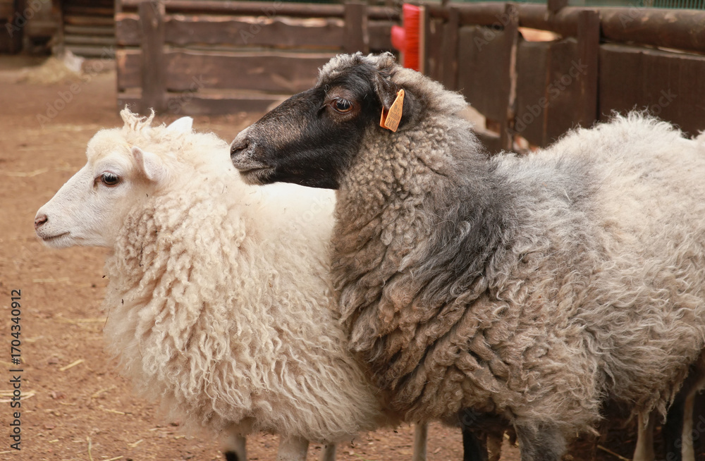 Obraz premium Sheeps