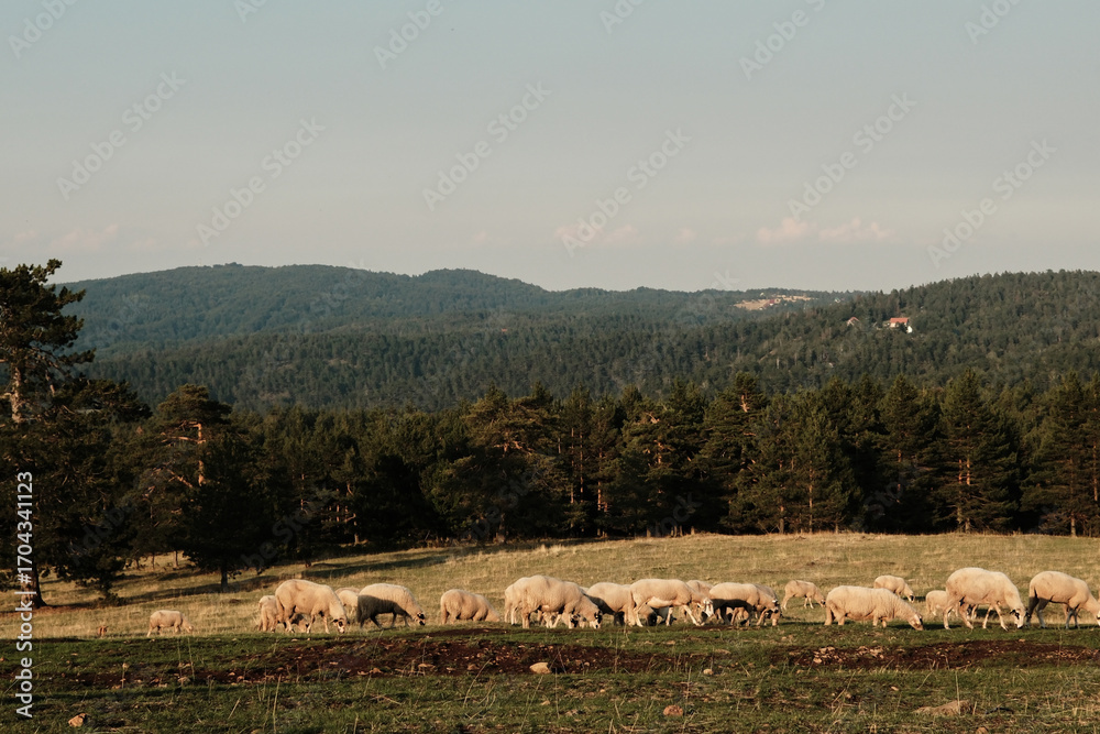 Fototapeta premium Flock of sheep grazing on a meadow with mountains and forest in the background at Divcibare, Serbia. Pastoral landscape and rural countryside scene