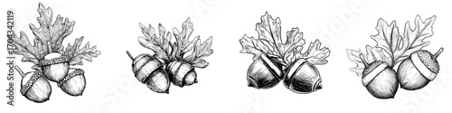 Create an illustration of autumn oak leaves and an acorn in a modern engraved style, featuring fallen foliage that is dry and brown in color, as a hand-drawn design element, with the isolated natural