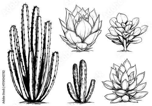 Illustrations of cartoon cacti, featuring aloe, agave, opuntia, and other species like the prickly saguaro and peyote, as well as tropical cactus varieties, showcase their vibrant blossom flowers