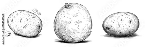 A thin line icon of clementine mandarin citrus fruit is isolated, representing a modern tangerine citrus fruit used as a lemonade ingredient in vegetarian exotic tropical food desserts