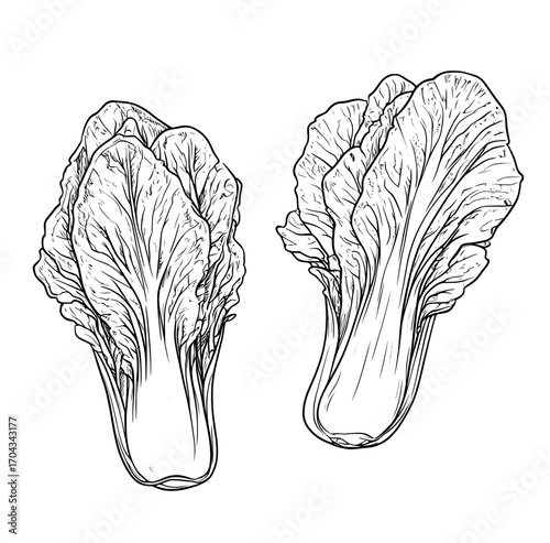 The chicory salad is a cartoon representation of a vegetable, often found in whole vegetarian salads made from fresh, organic, and ripe produce from farms