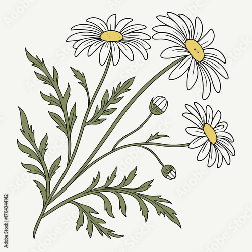 Vector illustration of a seamless floral pattern with white chamomile flowers on a spring background