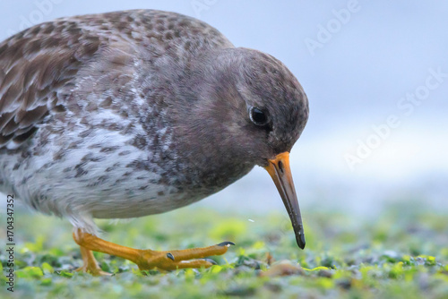 Tableau sur toile Purple sandpiper, calidris maritima, shorebird foraging between rocks