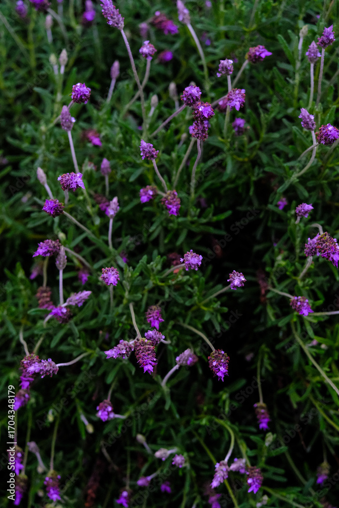 Fototapeta premium Lavender Plant with Water Droplets, Macro Shot