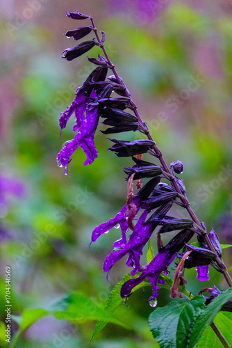 Vertical macro photograph of a vibrant violet-blue Salvia nemorosa flower spike in full bloom. The rich purple petals contrast sharply with the green foliage and stem, showcasing fine details.