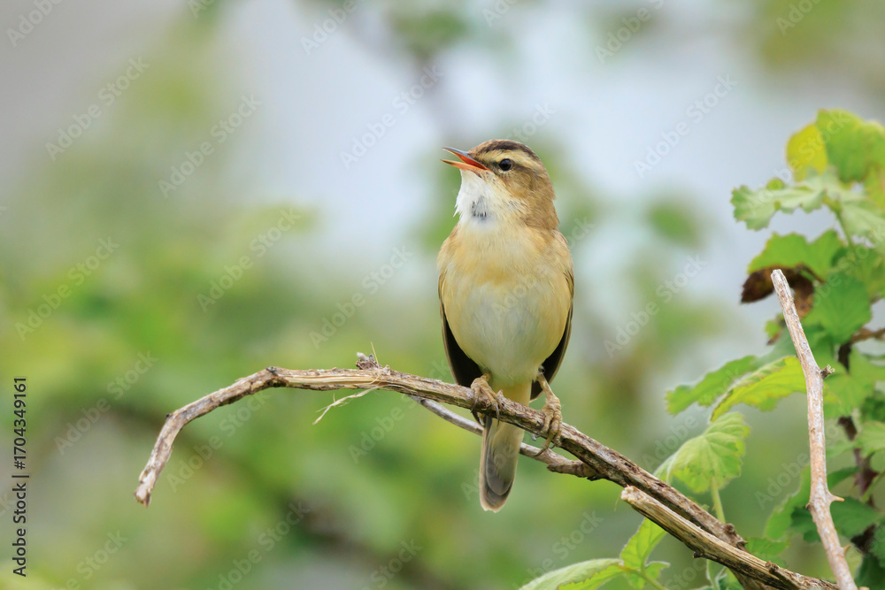 Fototapeta premium Sedge Warbler, Acrocephalus schoenobaenus, singing