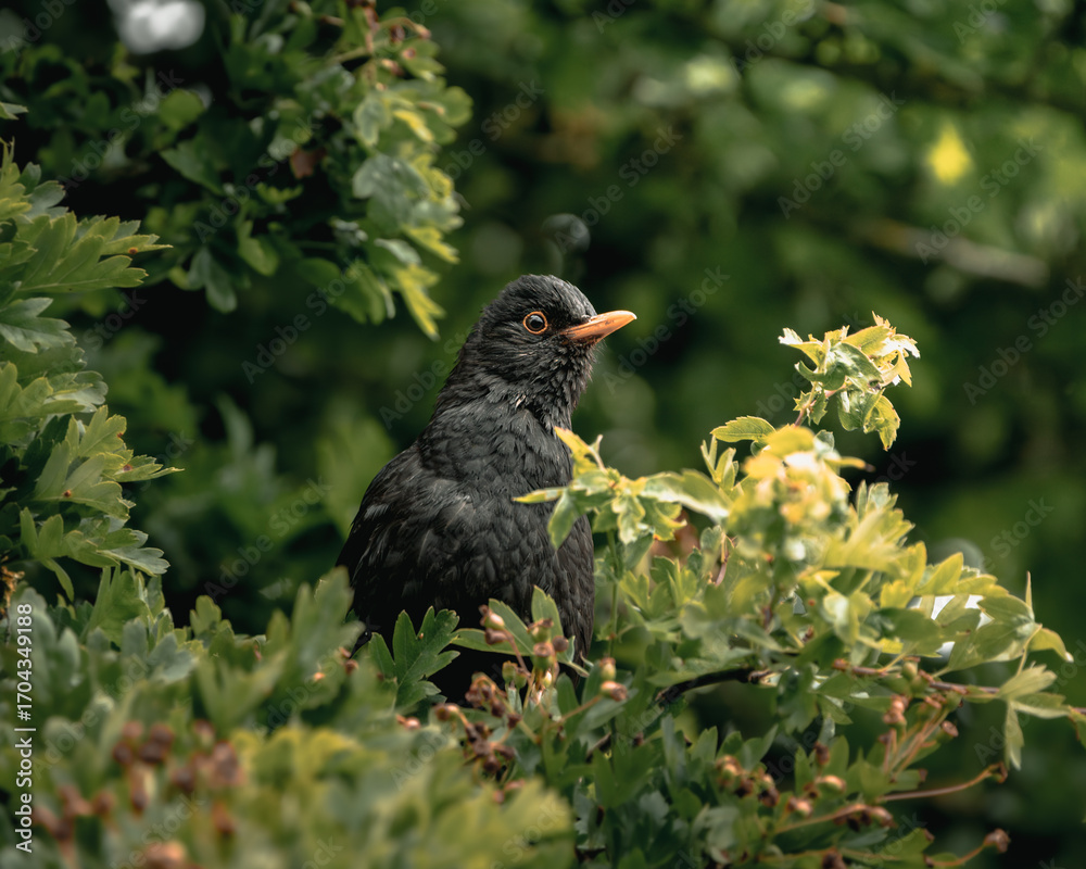 Fototapeta premium Black Bird