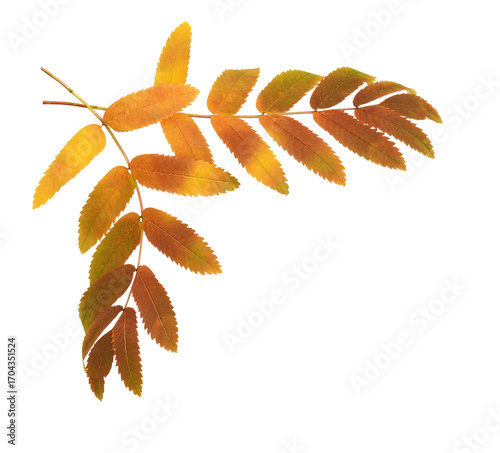 Autumn rowan leaves in a corner arrangement isolated on white or transparent background