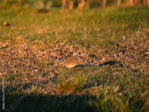 Skylark