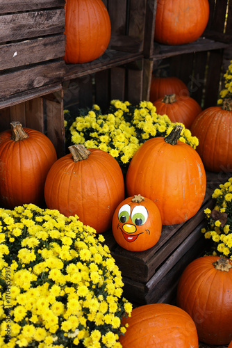 Orange autumn pumpkin, pumpkin on market display no label, display of a crop of large pumpkins on top market display ready for the fall season, halloween