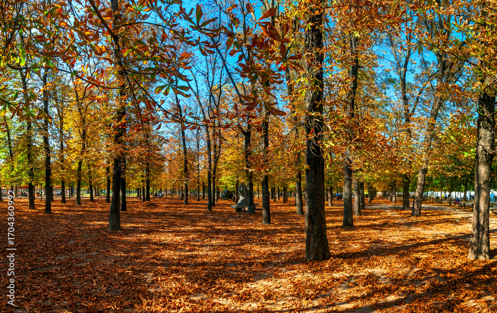 Naklejka premium A vibrant autumn scene in the Tuileries Garden, Paris, with golden and orange leaves on the trees and covering the ground.