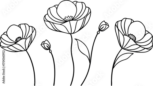 Vector art of a delicate line art illustration of poppies in bloom, isolated on a, showcasing their elegant petals and stems
