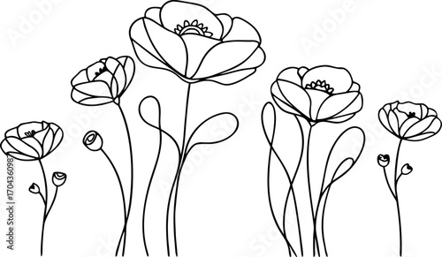 Vector art of a charming line drawing of poppies with flowing stems and leaves, isolated on a, evoking a sense of grace