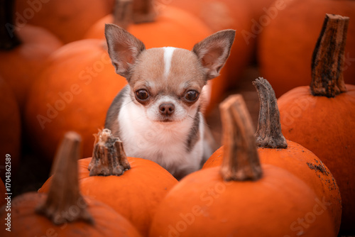 Portret pieska rasy chihuahua w jesiennych dyniach