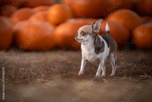 Piesek rasy chihuahua spaceruje na farmie dyń