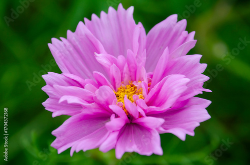 Pink Flower