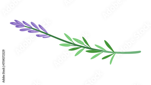 Beautiful lavender sprig for aromatherapy, cosmetics, or elegant floral design element, originally vector