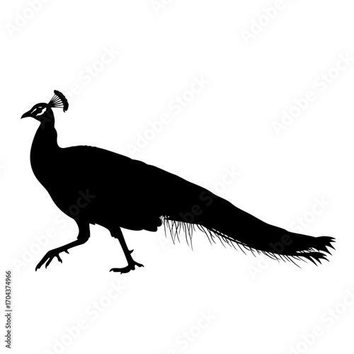 Silhouette of a majestic peacock bird walking gracefully isolated on a white square silhouette