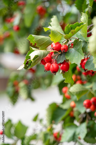 Branch of a Hawthorn Tree with Ripe Red Berries in Autumn