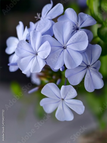 Flores