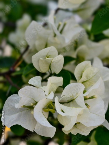 Flores