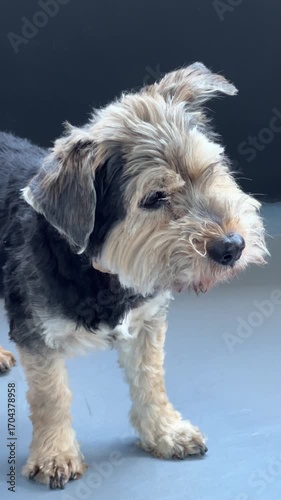 Adorable rescue dog shaking head back and forth loopable