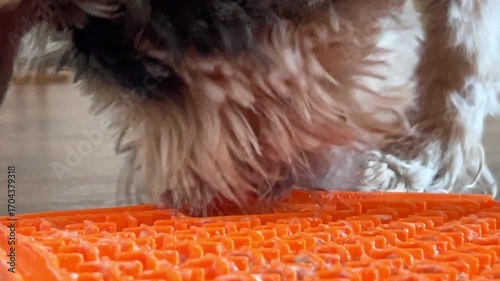 Close up of an adorable rescue dog licking a lick mat