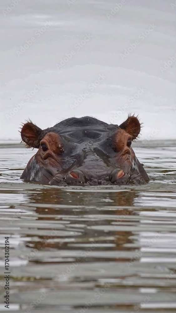 Fototapeta premium Hippopotamus emerging from water