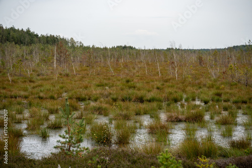 Serene Bog Landscape in a Latvian National Park in Autumn