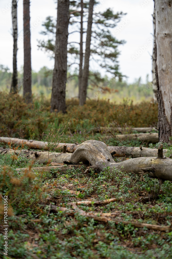 Fototapeta premium Wild Forest Floor with Fallen Logs and Undergrowth in Autumn