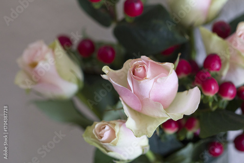 Rose blossom in autumn after a night frost