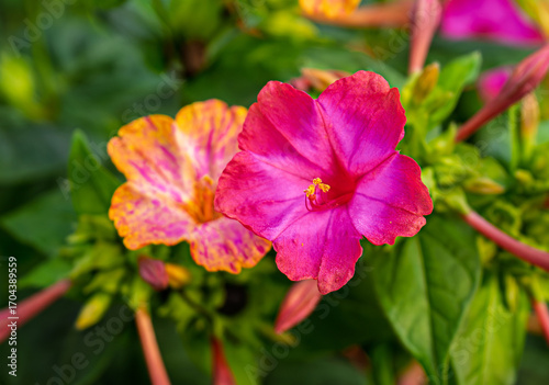beautiful yellow and pink flowers of Petunia hybrida surfinia