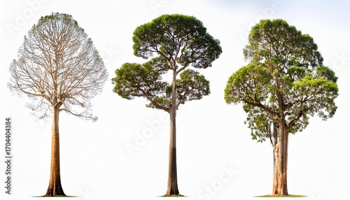 Detailed Illustration Of Kapok Tree Variations On A Clear White Background