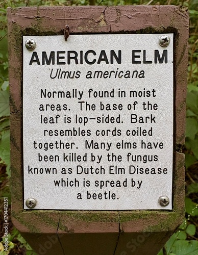 informational nature sign about a American elm tree