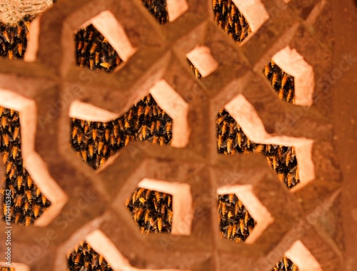 A hive with hornets in Amber Fort. Jaipur, India. Macro photography