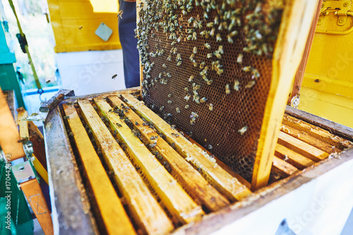 Close up showing honey bees swarming on honeycomb frame inside wooden beehive during beekeeping process, honeycomb structure visible with bees actively working and flying around