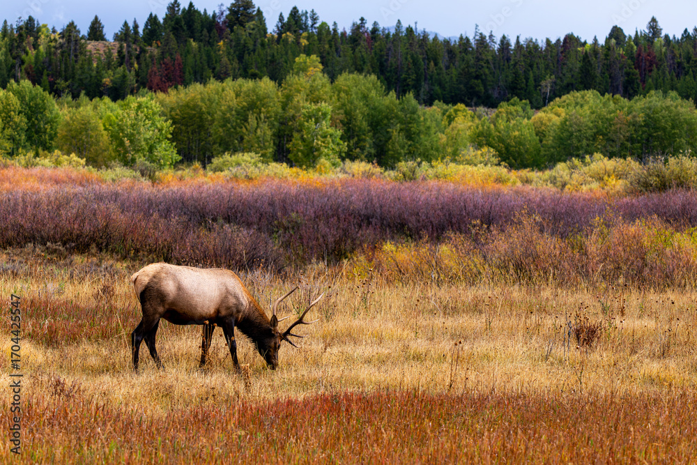 Fototapeta premium Elk Grazing in Grand Teton National Park in Autumn