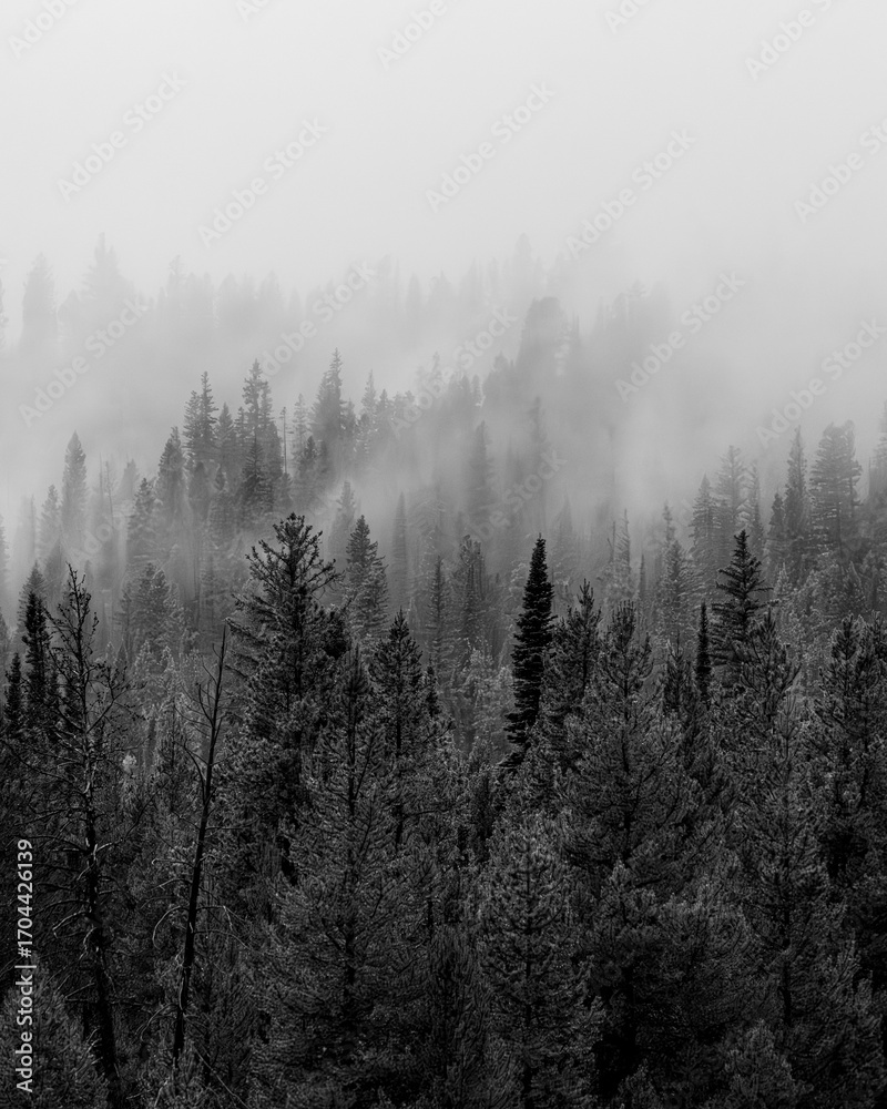 Obraz premium Fog in Grand Teton National Park Forest