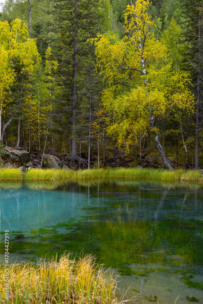 Fototapeta premium Geyser lake in Altai, surrounded by lush green trees. The clear turquoise water reflects the bright autumn colors of the forest.