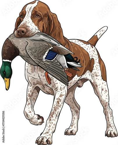 Bracco Italiano dog retrieving duck hunting vector illustration