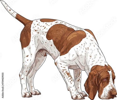 Bracco Italiano dog sniffing ground hunting instinct illustration