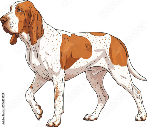 Bracco Italiano dog walking cute side view vector illustration